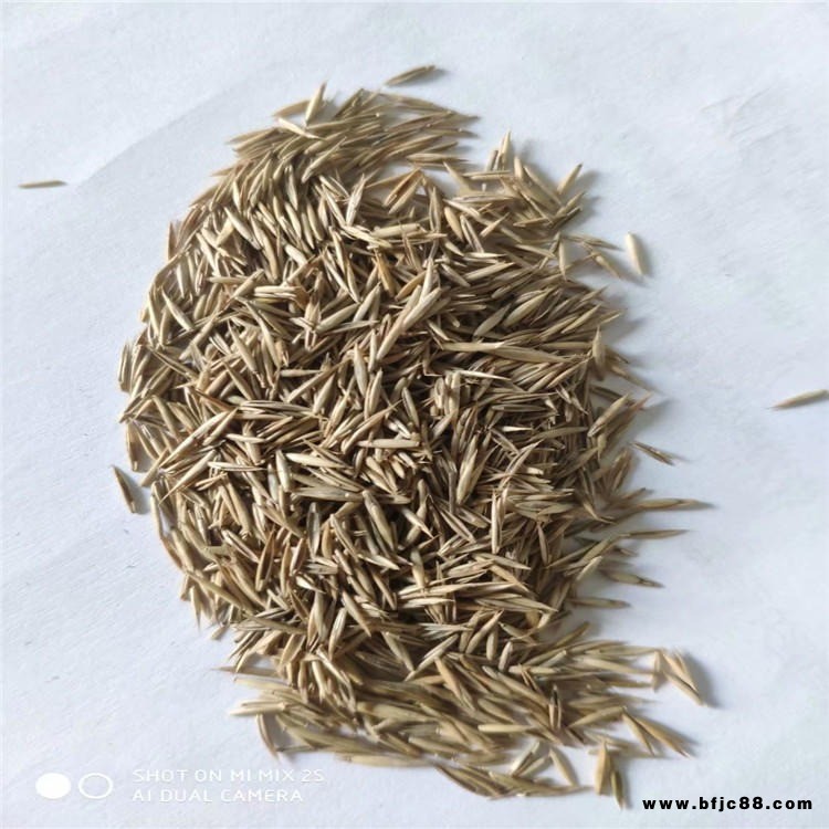 現(xiàn)貨供應(yīng)紫羊茅種子草色鮮綠草姿優(yōu)美冬春季放牧型青綠飼料