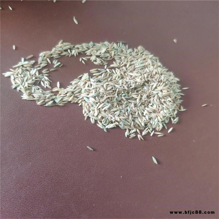 綠化草籽早熟禾種子園藝觀(guān)葉冬性禾草植物草種發(fā)芽率高