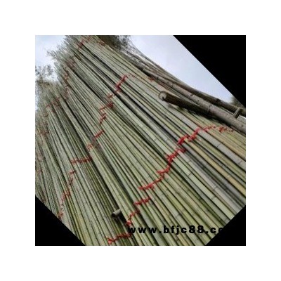 產(chǎn)地批發(fā)養(yǎng)殖大棚蔬菜大棚竹竿西瓜大棚冬瓜架各種規(guī)格竹竿