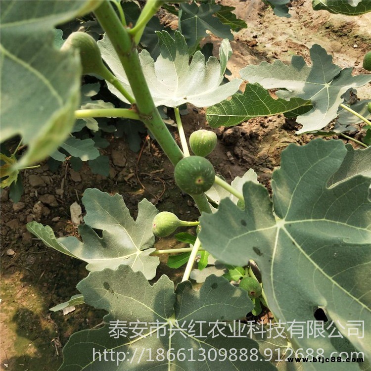 布蘭瑞克無花果苗價格、布蘭瑞克無花果苗基地、布蘭瑞克無花果苗出售