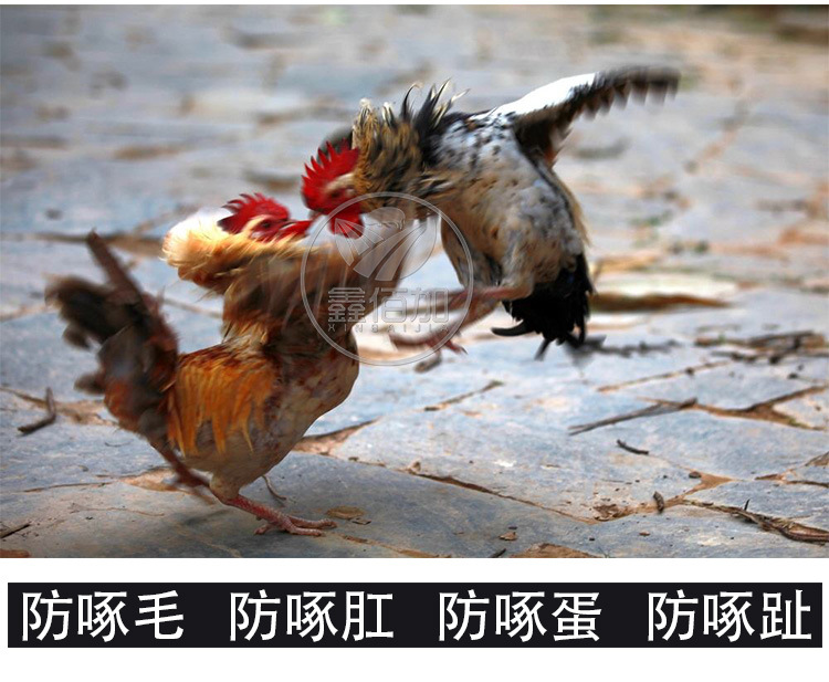 雞眼鏡AB詳情頁(yè) (3).jpg