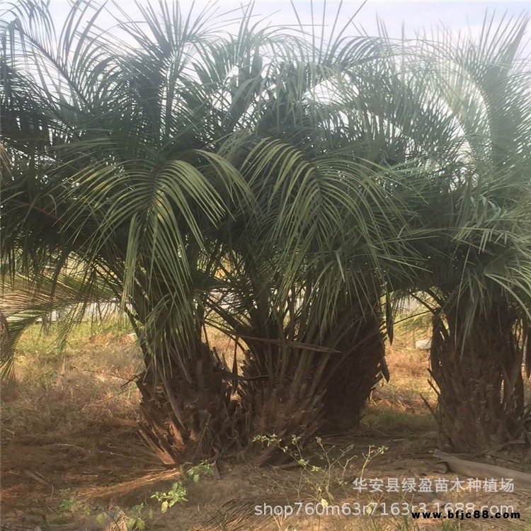 漳州大型 布迪椰子 基地供應多規格 福建 布迪椰子綠化工程樹農戶直接批發