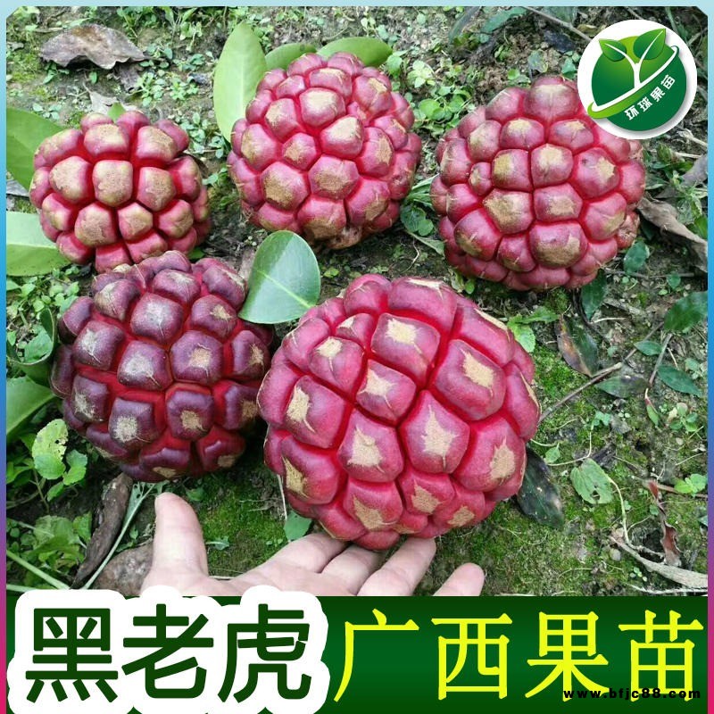 黑老虎苗布福娜苗種植方法黑老虎苗布福娜苗樹苗嫁接廣西環(huán)球果苗場