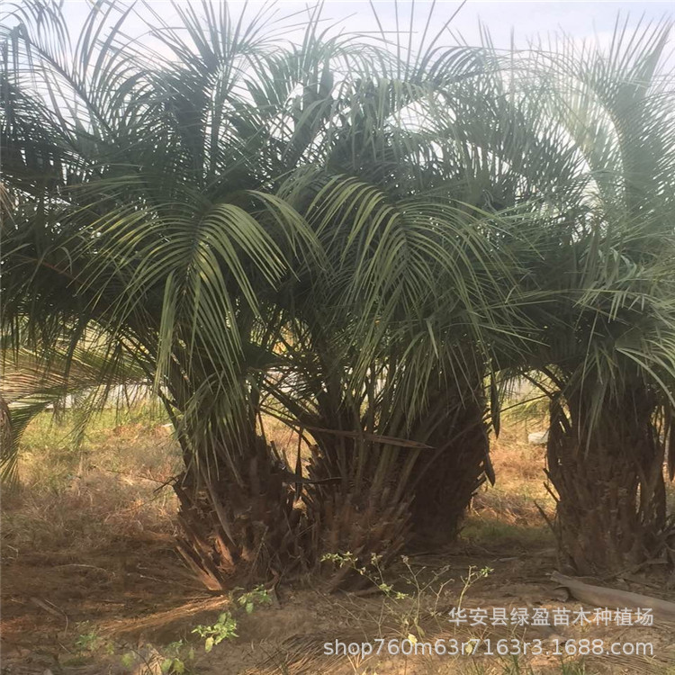 漳州大型 布迪椰子 基地供應(yīng)多規(guī)格 綠化工程樹農(nóng)戶直接批發(fā)示例圖4