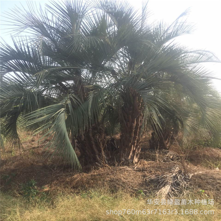 漳州大型 布迪椰子 基地供應(yīng)多規(guī)格 綠化工程樹農(nóng)戶直接批發(fā)示例圖3