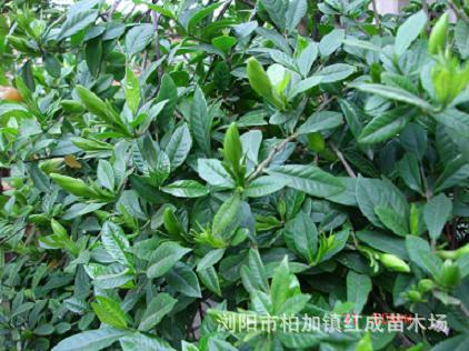 冬青培育基地大量供應(yīng)冬青小苗 冬青柱 60-160公分高 規(guī)格齊全示例圖13