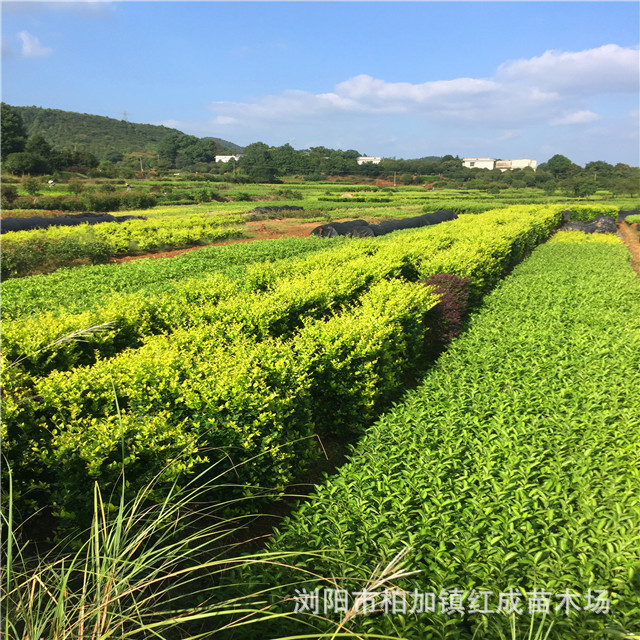 冬青培育基地大量供應(yīng)冬青小苗 冬青柱 60-160公分高 規(guī)格齊全示例圖19