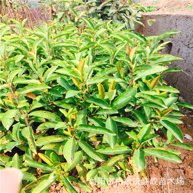 冬青培育基地大量供應(yīng)冬青小苗 冬青柱 60-160公分高 規(guī)格齊全示例圖4
