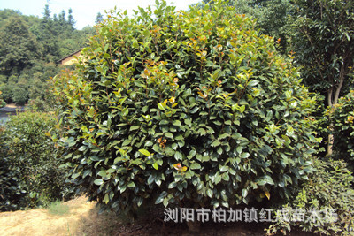 冬青培育基地大量供應(yīng)冬青小苗 冬青柱 60-160公分高 規(guī)格齊全示例圖11