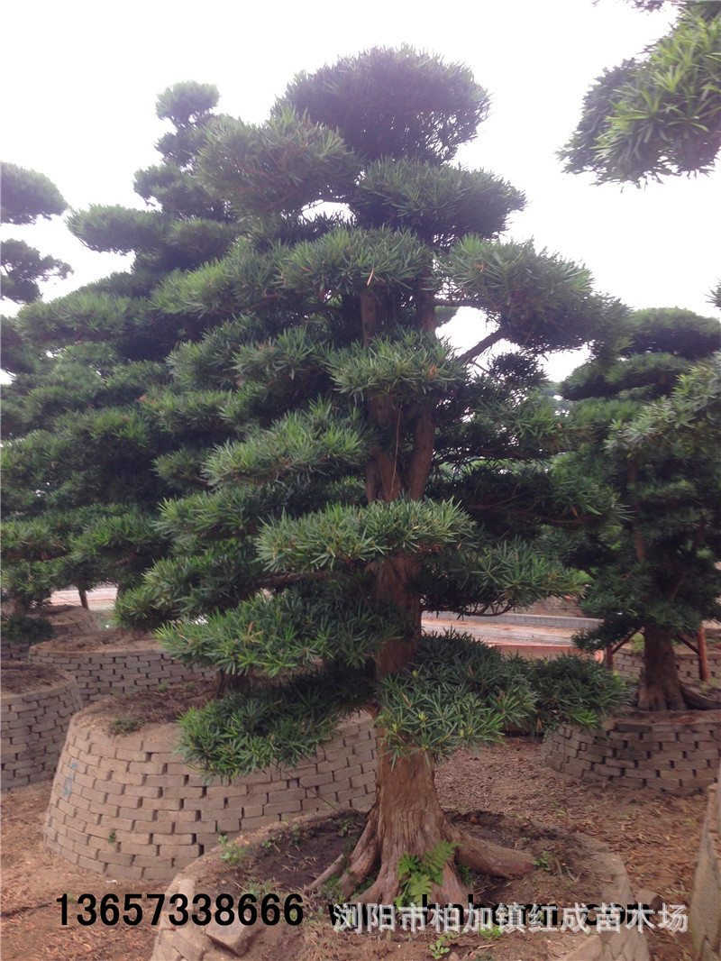 冬青培育基地大量供應(yīng)冬青小苗 冬青柱 60-160公分高 規(guī)格齊全示例圖9