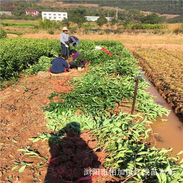 冬青培育基地大量供應(yīng)冬青小苗 冬青柱 60-160公分高 規(guī)格齊全示例圖23