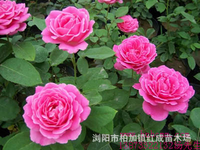 冬青培育基地大量供應(yīng)冬青小苗 冬青柱 60-160公分高 規(guī)格齊全示例圖12