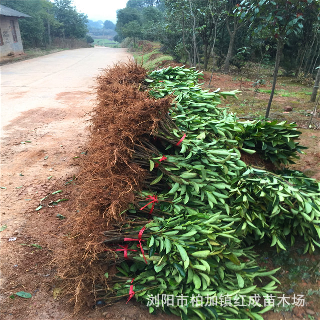 冬青培育基地大量供應(yīng)冬青小苗 冬青柱 60-160公分高 規(guī)格齊全示例圖21