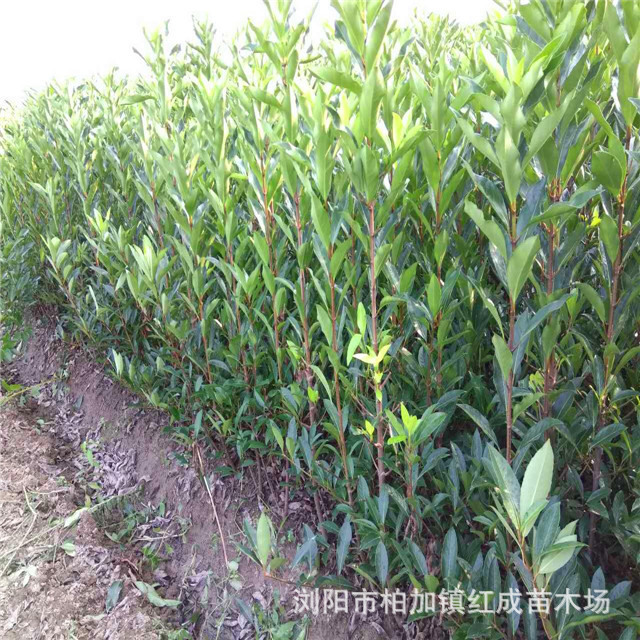 柱形冬青 80公分-1.5米高冬青柱 現貨批發 量大從優 品質優異示例圖5