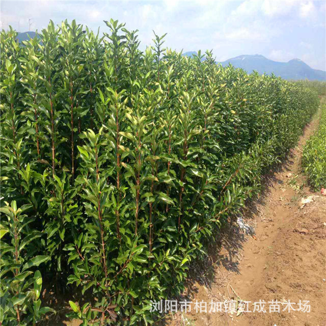 柱形冬青 80公分-1.5米高冬青柱 現貨批發 量大從優 品質優異示例圖19